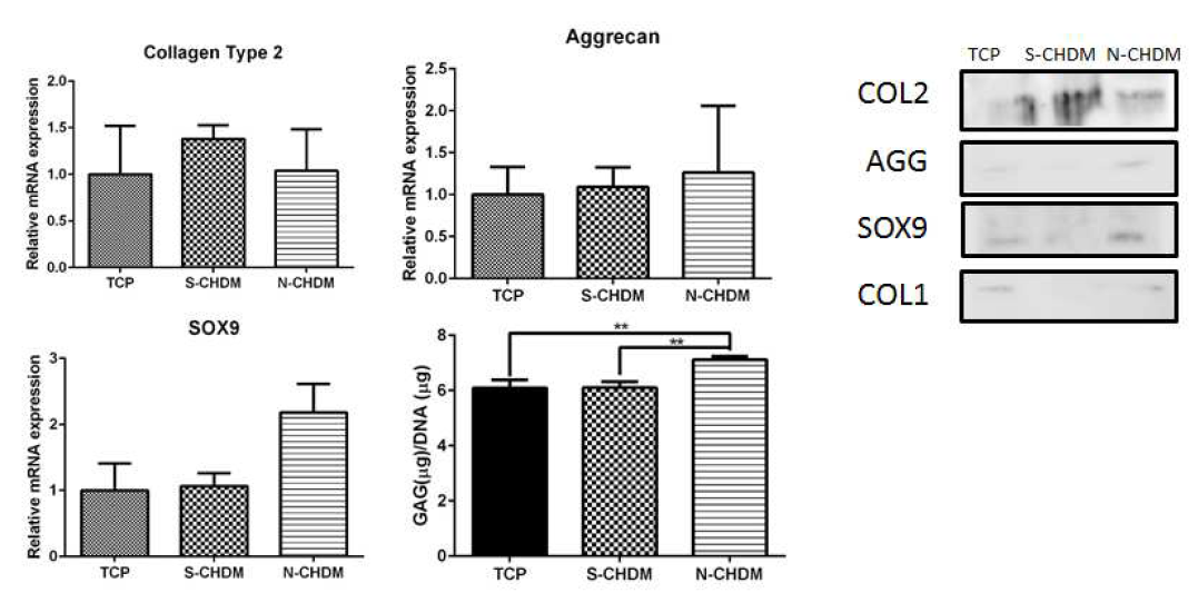 Q-PCR, GAG assays, Western blot을 이용한 콜라겐 3차원 구형 연골성분 결과