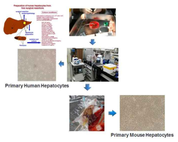 마우스와 인간 primary hepatocyte 분리 및 배양 overview