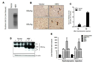 HBV mouse model 구축 및 평가