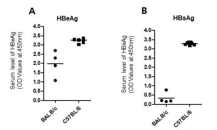 마우스 종간의 HBV mouse model에서 HBeAg과 HBsAg의 비교