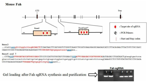 Fah sgRNA 디자인 및 검증 ; Fah genomic DNA map(상단), 디자인한 sgRNA위치 (빨강색)(중간)