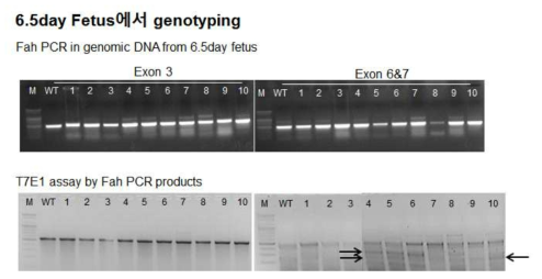 C57BL/6J마우스 6.5 일 태자에서의 Fah sgRNA의 efficacy test 결과