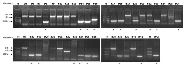 Fah mutant 마우스들의 genomic DNA PCR band 양상. M, marker: WT, wild-type mice. * : mutant type