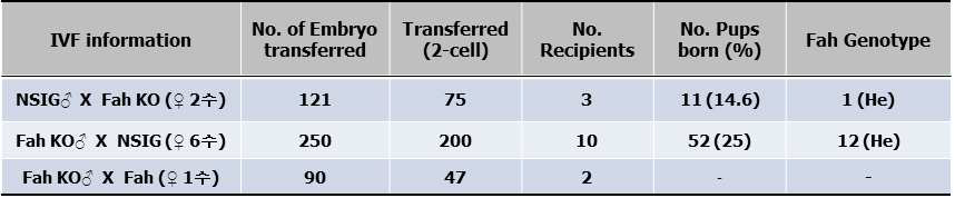 NSIG/Fah-/+ founder 와 WT (NSIG) 마우스의 IVF에 의한 F1 산자 생산