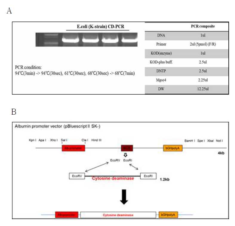 CD 유전자 PCR (A), CD 발현 벡터 디자인 및 합성 모식도 (B)