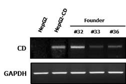 NSIG/CD+/-마우스의 간에서 CD mRNA 발현 검증: HepG2(Negative control), HepG2-CD (CD유전자가 발현되는 HepG2 cell, positive control)