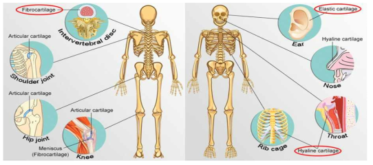 인체 내 다양한 연골조직의 분포
