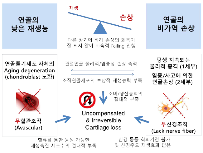 손상된 연골은 여러 가지 요인들 때문에 자연치유가 어려움