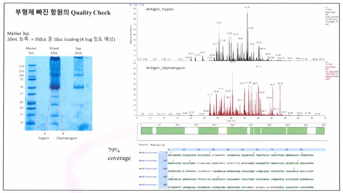 항원 단백질 SDS-PAGE 및 질량분석 결과