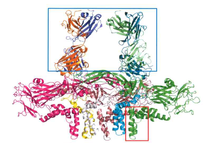 E 단백질과 Fab복합체 3차 구조