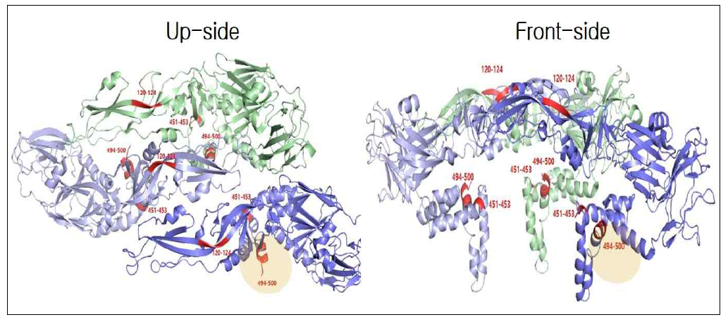7D71 complex 조건에서의 E protein trimer 구조(PDB : 5YWP) 내 에피토프 예측