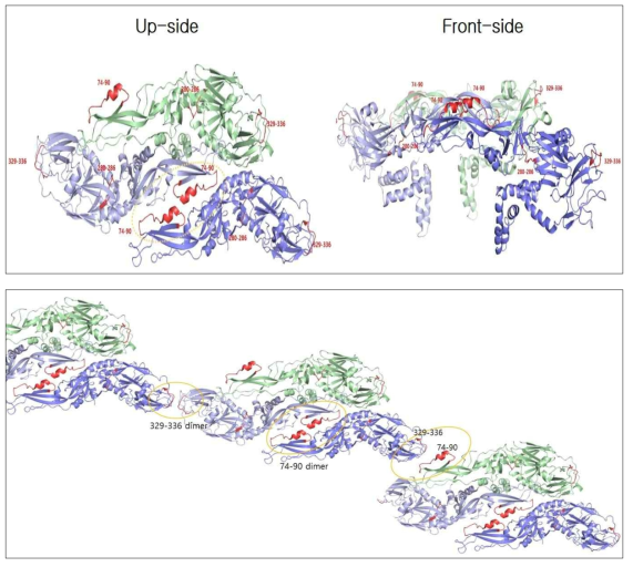 5F15 complex 조건에서의 E protein trimer 구조(PDB : 5YWP) 내 에피토프 예측
