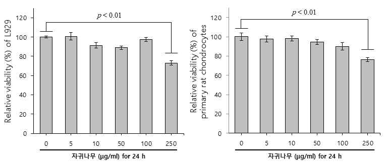 자귀나무 잎을 농도의존적으로 정상세포주 L929 cell과 primary rat chondrocytes에 투여 후 세포독성분석결과 특이적 세포독성 없음