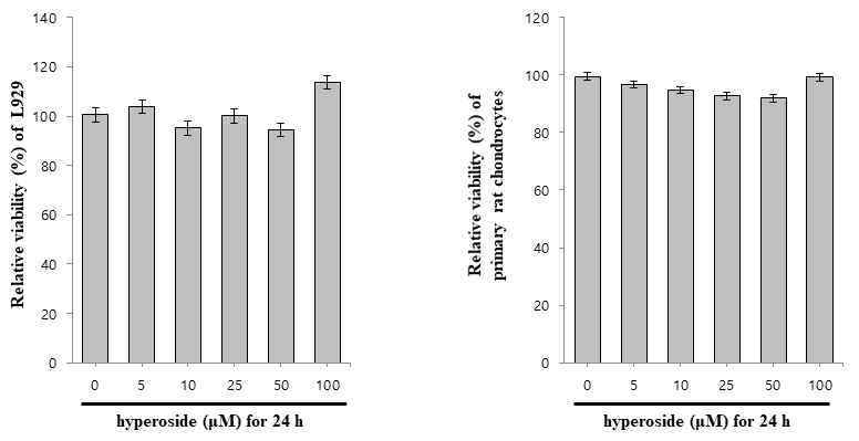 Hyperoside를 농도의존적으로 정상세포주 L929 cell과 primary rat chondrocytes에 투여 후 세포독성분석결과 세포에서 특이적 세포독성 없음