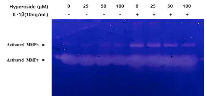 Hyperoside의 관절연골퇴행성 억제 효능 : Hyperoside에 의한 관절연골퇴행성 효소 발현 억제 검증