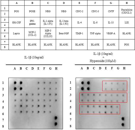 Hyperoside 관절연골퇴행성 억제 효능 분석 : Hyperoside 의 의한 관절연골퇴행성 유도하는 염증성 사이토카인 분석