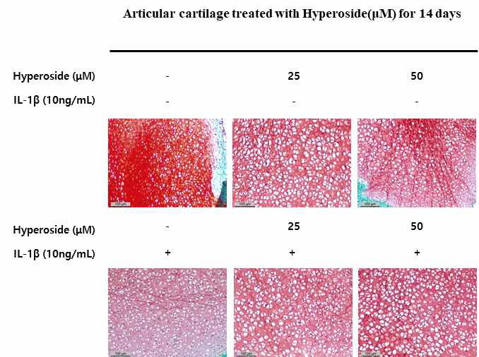 Hyperoside의 관절연골퇴행성 억제 및 예방함으로써 관절연골의 퇴행성 지연