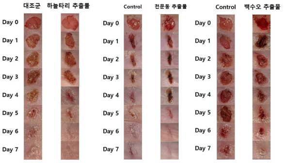 하늘타리, 천문동, 백수오 추출물에 의한 상처치유 변화