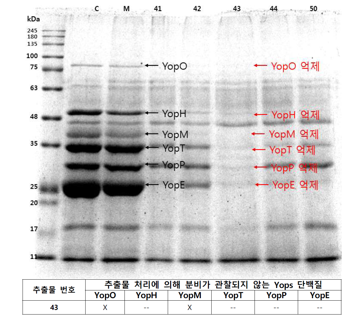 SDS-gel 상에서 확인할 수 있는 Yops의 위치와 억제 효능을 보일 때의 data 예시