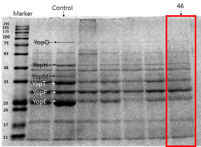 46번 추출물 처리 시 SDS-PAGE 이미지