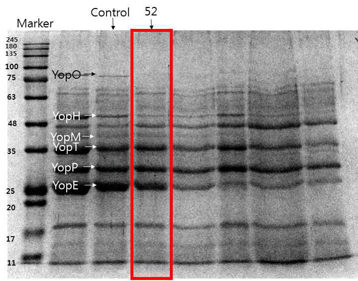 52번 추출물 처리 시 SDS-PAGE 이미지
