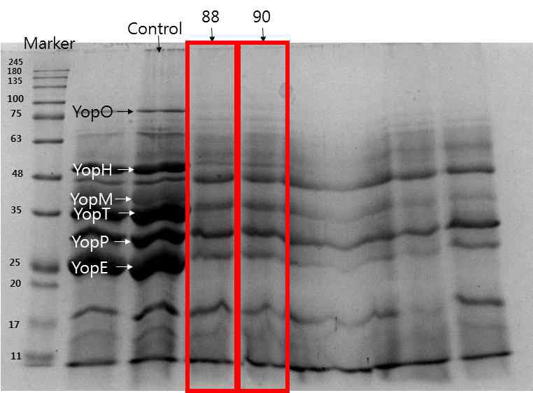 90번 추출물 처리 시 SDS-PAGE 이미지