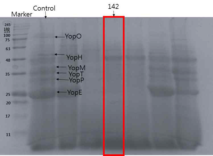 142번 추출물 처리 시 SDS-PAGE 이미지