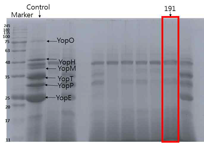 191번 추출물 처리 시 SDS-PAGE 이미지