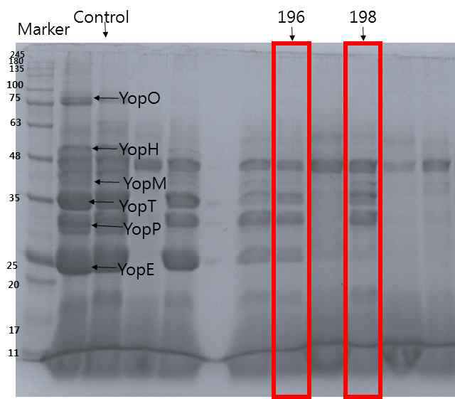 196, 198번 추출물 처리 시 SDS-PAGE 이미지