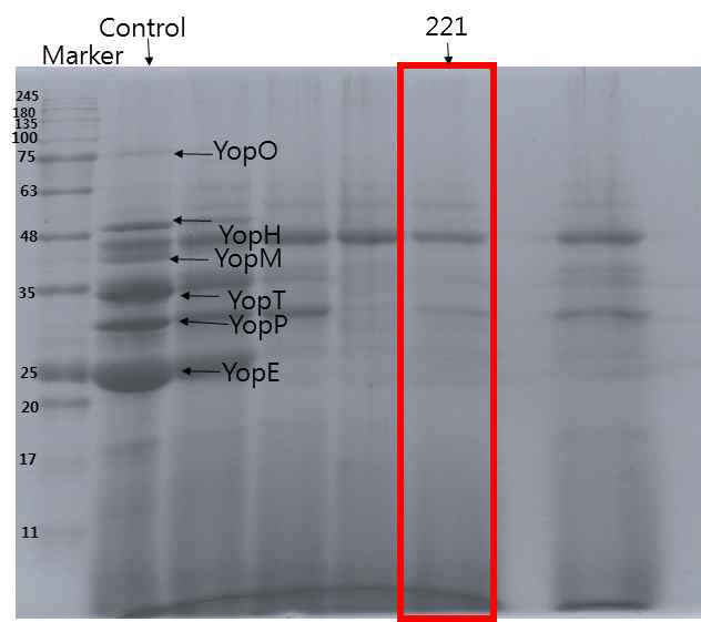 221번 추출물 처리 시 SDS-PAGE 이미지