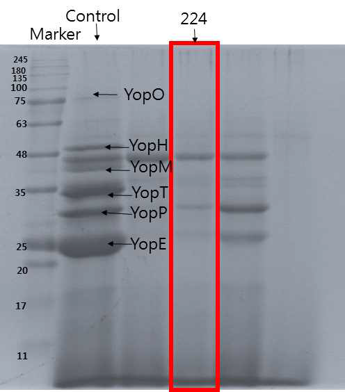 224번 추출물 처리 시 SDS-PAGE 이미지