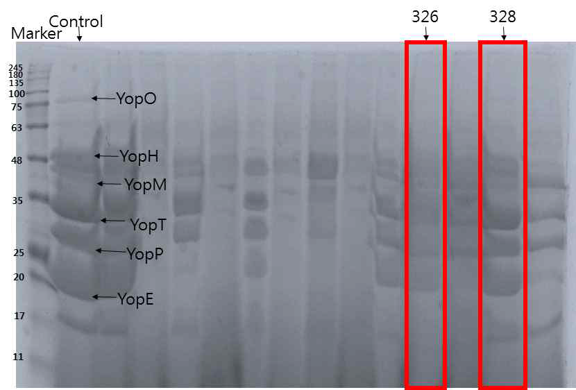 326, 328번 추출물 처리 시 SDS-PAGE 이미지