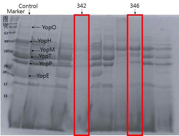 342, 346번 추출물 처리 시 SDS-PAGE 이미지