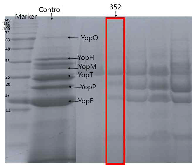 352번 추출물 처리 시 SDS-PAGE 이미 지