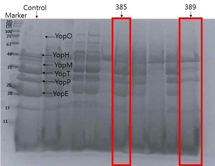 385, 389번 추출물 처리 시 SDS-PAGE 이미지