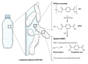 이데오넬라 사카이엔시스균의 페트막 분해 모식도