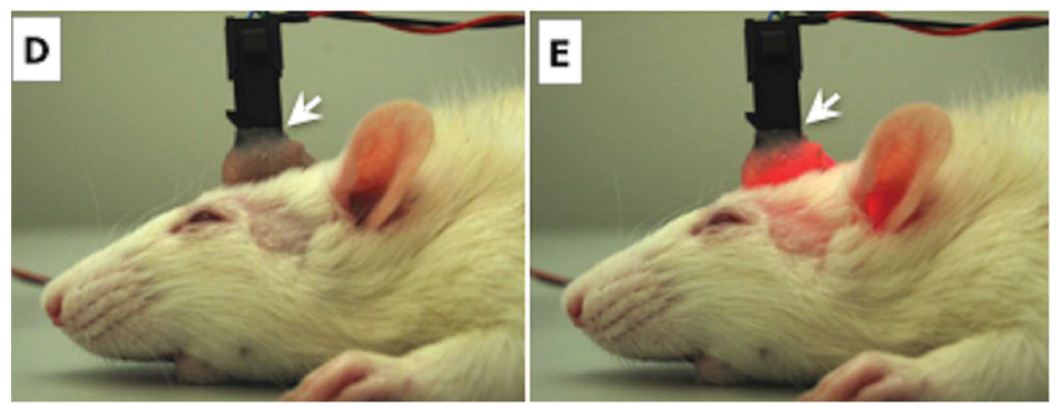 파킨슨 동물 모델을 통한 근적외선 자극 치료 효과 연구 (Reinhart et al., 2016)