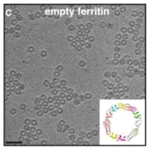 Assembly of Ferritin in E. coli