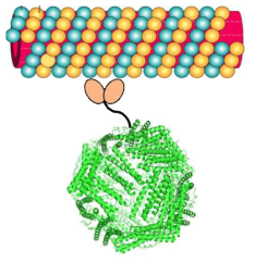 Scheme of Ferritin which binds to microtubule