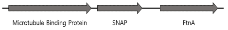 Structures of recombinant plasmid