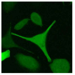 Confocal image of live HeLa cell expressing SNAP-FtnA, green fluorescence collected at 488 nm