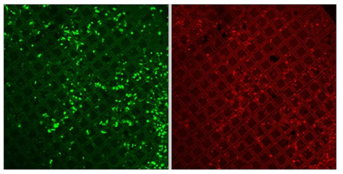 Confocal microscopy image of cells grown on the EM grid