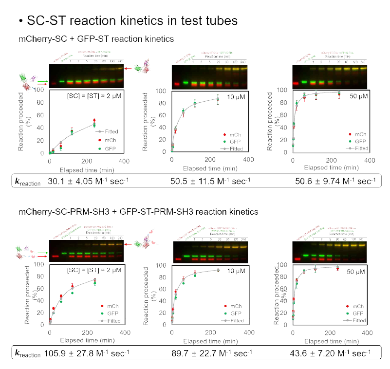 PBS 수용액 상에서의 생화학적 반응 관찰 및 반응 속도 상수 유도 (위) GFP-SC-6His + mCherry-ST-6His, (아래) GFP-SC-PRM-SH3-6His + mCherry-ST-PRM-SH3-6His의 농도 및 시간에 따른 반응성 관찰
