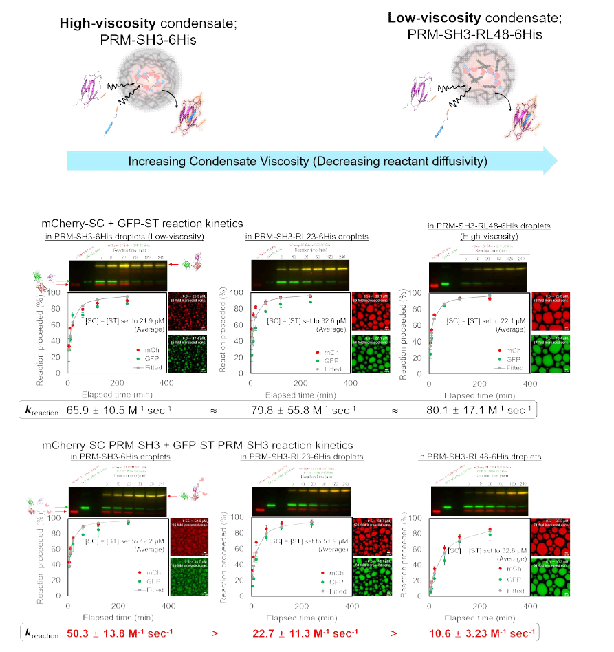 다양한 점성을 갖는 인공 단백질 세포 소기관 내부에서의 생화학적 반응 관찰 및 반응 속도 상수 유도 (위) GFP-SC-6His + mCherry-ST-6His, (아래) GFP-SC-PRM-SH3-6His + mCherry-ST-PRM-SH3-6His의 농도 및 시간에 따른 반응성 관찰