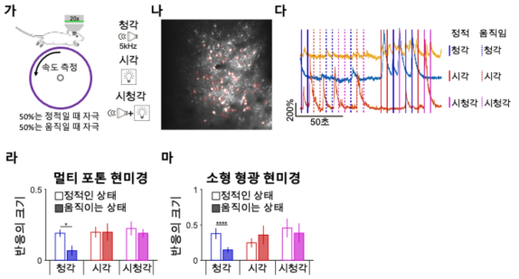 멀티 포톤 현미경을 이용한 후두정피질 뉴런 이미징 결과 재현 (가) 멀티 포톤 현미경 및 소형 형광 현미경을 이용한 감각 자극에 대한 반응 측정 (나) 멀티 포톤 이미징 결과 이미지를 바탕으로 그린 뉴런의 경계선들 (다) 예시 뉴런 3개의 자극에 대한 밝기 변화 (라) 멀티 포톤 현미경을 이용한 흥분성 뉴런의 감각 자극 반응 크게 측정 생쥐가 움직일 때 청각 자극에 대한 반응성이 감소함을 확인할 수 있다. (마) 사전 실험에서 소형 형광 현미경을 이용한 흥분성 뉴런의 감각 자극 반응 크기 측정 생쥐가 움직일 때 반응성의 변화가 멀티 포톤 현미경에서 수행한 실험 결과와 유사하다