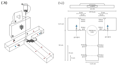 T자형 미로의 구성 (가) T자형 미로의 측면도 A. 적외선 센서, B. 적외선 이미터, C. 급수 장치, D. 모니터, E. 스피커, F. 소형 형광 현미경, G. 커뮤테이터 (나) T자형 미로의 평면도 총 4군데에 적외선 센서들이 존재하며, T자의 양 팔 끝에 물이 나오는 워터 포트가 위치해 있음. T자형 미로의 앞쪽에 모니터가 있고, 그 위에 스피커가 설치되어 있음. 시각 자극은 모니터로 틀어주고, 청각 자극은 스피커를 통해 송출됨. 줄 꼬임을 방지하는 커뮤테이터 장치는 표시된 부분의 천장에 달려 있음