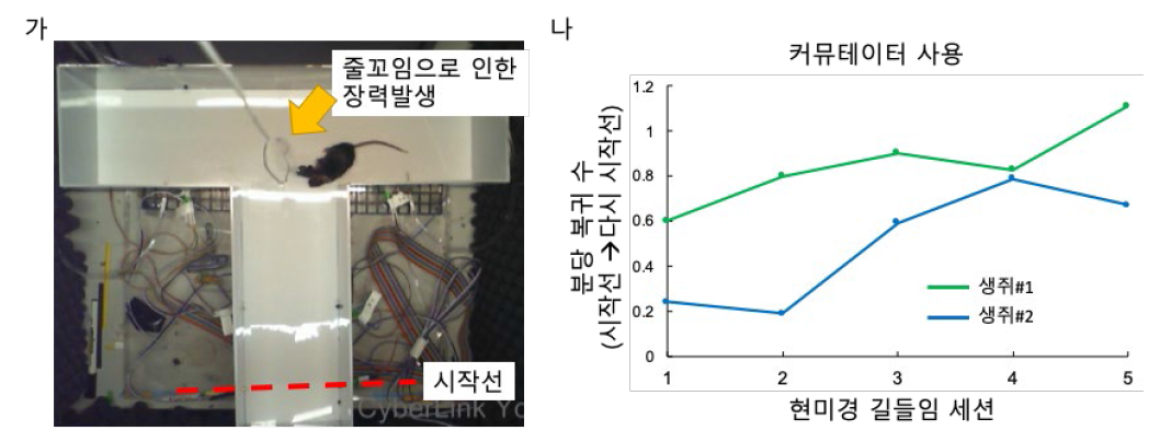 줄꼬임에 의해 발생한 장력으로 움직임이 크게 저하된 모습 (가) 커뮤테이터 없이 소형 형광 현미경을 머리에 연결했을 때 줄꼬임 문제. (나) 커뮤테이터를 연결하여 줄꼬임을 방지했을 때 세션에 따른 생쥐의 움직임 상승