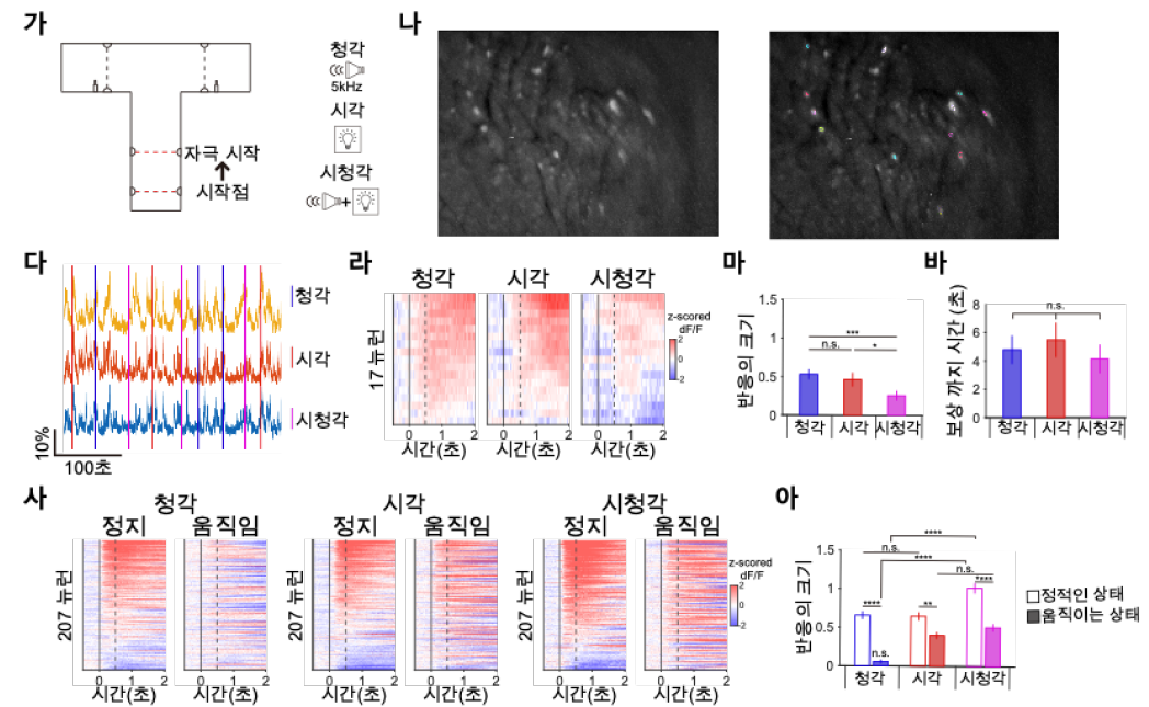 T자형 미로에서 후두정피질 PV+ 뉴런의 시청각 자극에 대한 감각 반응 측정 실험