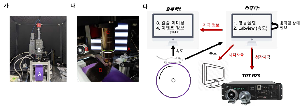 멀티 포톤 현미경 시스템 구축 (가) 방음 박스 안에 설치된 멀티 포톤 현미경 시스템 A) 생쥐가 자유롭게 달릴 수 있는 원통형 트레드밀 B) 멀티 포톤 현미경 본체 (나) 머리 고정 스테이지 근접 사진 A) 시각 자극 전달을 위한 모니터 B) 청각 자극 전달을 위한 스피커 C) 20배율 대물렌즈 D) 머리가 고정되어 있는 생쥐 (다) 멀티 포톤 현미경 시스템 작동 중 정보 흐름에 대한 도식