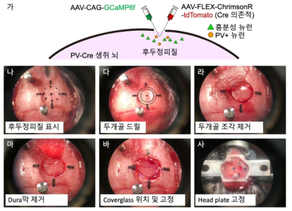 멀티 포톤 현미경 실험을 위한 개두술 및 headplate 수술 (가) 개두술 2주전 바이러스 미세주입 과정 (나) 두피 제거 및 후두정피질 위에 coverglass가 놓일 위치를 표시한 모습 (다) 경계선을 따라 드릴을 통해 두개골을 얇게 만든 모습 점선은 드릴질을 한 구역을 표시함 (라) 후두정피질 위의 두개골을 제거한 모습 점선은 개두된 영역을 표시함. (마) 후두정피질 위의 dura mater(경뇌막)을 제거한 모습 (바) 3-mm 직경의 coverglass를 올리고 고정시켜 놓은 모습 (사) 최종적으로 Headplate를 생쥐 머리에 고정한 후의 모습